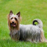 AMAR Chluba Oli FCI 2