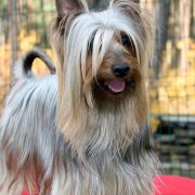 AMAR Chluba Oli FCI 3