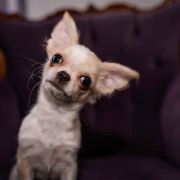 AMARANTA Eminentia Canis FCI