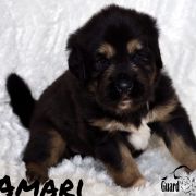 AMARI Guard of Kajlas FCI