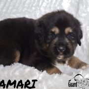 AMARI Guard of Kajlas FCI