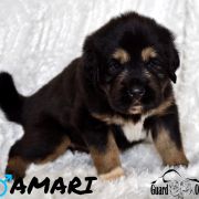 AMARI Guard of Kajlas FCI