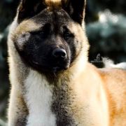 Amartami BORN TO BE BEAUTY 4