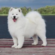 AMAZING GIFT O’MARK Virta Valo