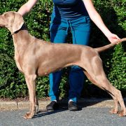 Amazing Huntress Emerald Marvel