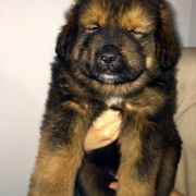 Amazonit Sand of Tybet 