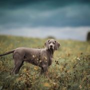 Amber Light of Your Eyes is the Only One 2