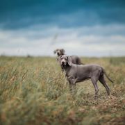 Amber Light of Your Eyes is the Only One 3