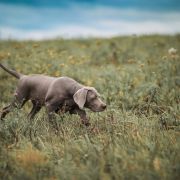 Amber Light of Your Eyes is the Only One 4