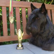 AMBICJA Small Dragon