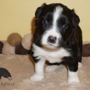 AMBITIOUS AMARILLO Estrella Abiraf ZAREZERWOWANY 4