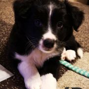 AMBITIOUS AMARILLO Estrella Abiraf ZAREZERWOWANY 