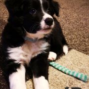 AMBITIOUS AMARILLO Estrella Abiraf ZAREZERWOWANY 2