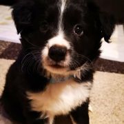 AMBITIOUS AMARILLO Estrella Abiraf ZAREZERWOWANY 3