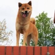 AMI z Grodzkiego Zakątka