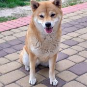 AMI z Grodzkiego Zakątka 2