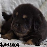 AMINA Guard of Kajlas FCI