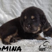 AMINA Guard of Kajlas FCI