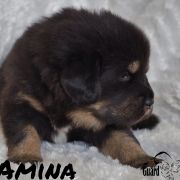 AMINA Guard of Kajlas FCI