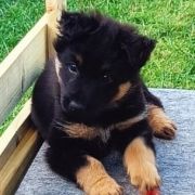 Aminek Polana Czarownic