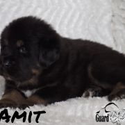 AMIT Guard of Kajlas FCI