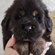 AMIT Guard of Kajlas FCI