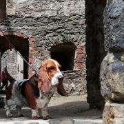 AMNESIA Bursztynowa Aleja FCI