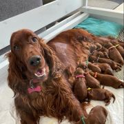 AMORE INFINITO Kucciolotti 