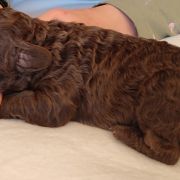 AMOROSA Curly Best Friend 