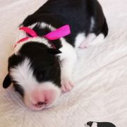 ANGELIC ATLANTA Estrella Abiraf - ZAREZERWOWANA