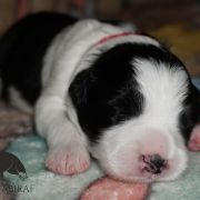 ANGELIC ATLANTA Estrella Abiraf - ZAREZERWOWANA