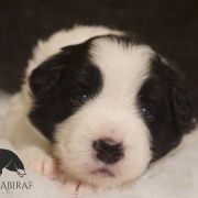 ANGELIC ATLANTA Estrella Abiraf - ZAREZERWOWANA