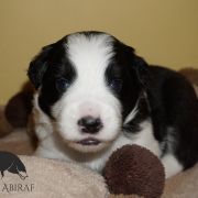 ANGELIC ATLANTA Estrella Abiraf - ZAREZERWOWANA