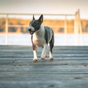 ANGRY BIRD RR SPACE BOMB LIGOCKA WATAHA