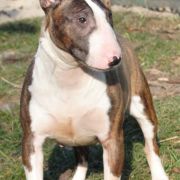 ANGUA DELPHINE EMBRACE OF LOVE