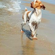 Antonio od Zelene Nadeje