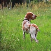 Antonio od Zelene Nadeje