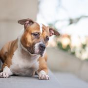 APARATKA My Passion Staff 2