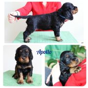 APOLLO Lovly Vell