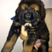  Apotyt Sand of Tybet 