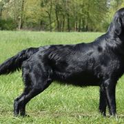 Apples'N'Pears ALWAYS BE MINE - Luna 2