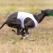 APPLETINI Ballada oWędrowaniu