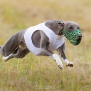 APPLETINI Ballada oWędrowaniu 2