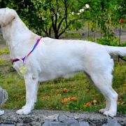 Aprilia Ashlee Silesian Sun