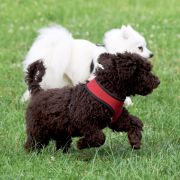 AQUAFOREST Bona Espero