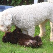 AQUAFOREST Bona Espero