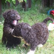 AQUAFOREST Bona Espero