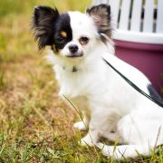 ARABELLA NOBELLAND 2