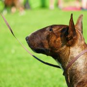 ARANA BULLENGERS - CUTE & CRAZY