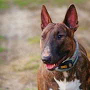 ARANA BULLENGERS - CUTE & CRAZY